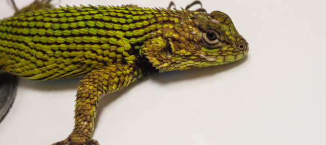 green spiny lizard in my sink in costa rica