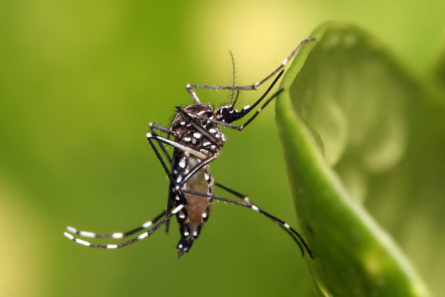 the mosquito that carries dengue has white spots on its legs