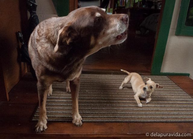 big dog barking at tiny puppy