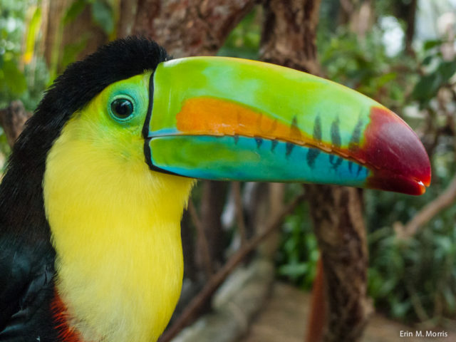 Costa Rica keel-billed toucan