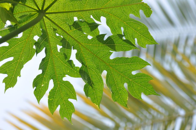 papaya leaves