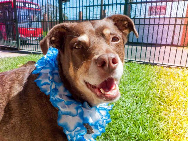 Mocha dog smiling and happy to be in Costa Rica