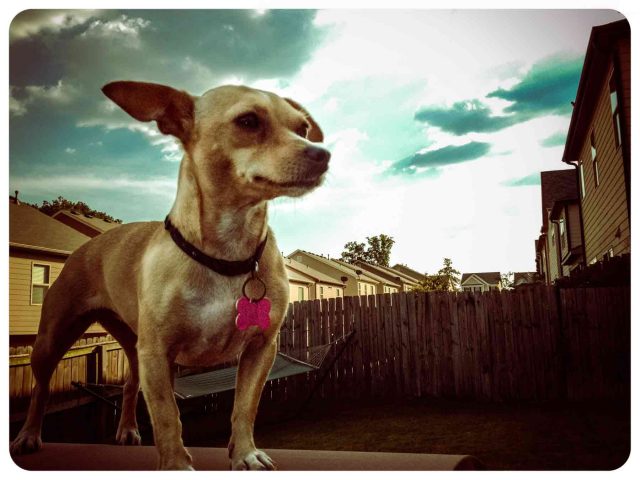 Mali the Chihuahua in suburbia USA